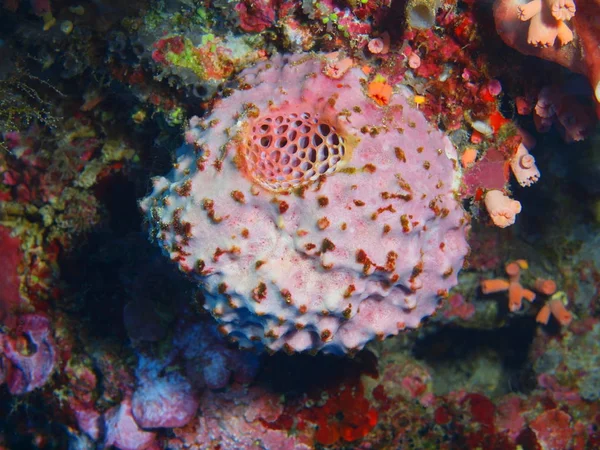 Úžasné Tajemného Podmořského Světa Indonésie Severní Sulawesi Ostrov Bunaken Demosponge — Stock fotografie