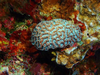 Endonezya, Kuzey Sulawesi, Bunaken Adası, taş mercan muhteşem ve gizemli sualtı dünyası