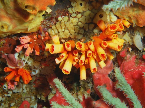 Fantastiska Och Mystiska Undervattensvärlden Indonesien Norra Sulawesi Bunaken Island Sten — Stockfoto