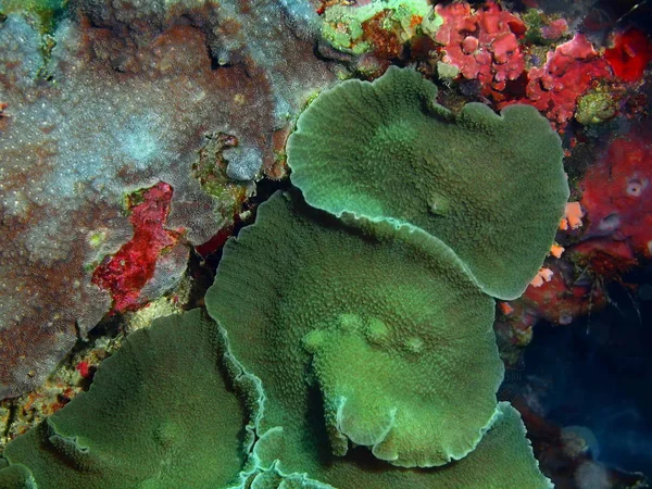 Endonezya Kuzey Sulawesi Bunaken Adası Taş Mercan Muhteşem Gizemli Sualtı — Stok fotoğraf