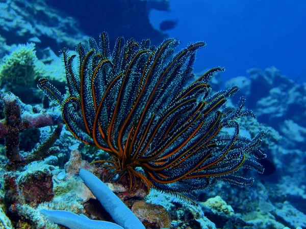 Endonezya Kuzey Sulawesi Bunaken Adası Dijana Muhteşem Gizemli Sualtı Dünyası — Stok fotoğraf