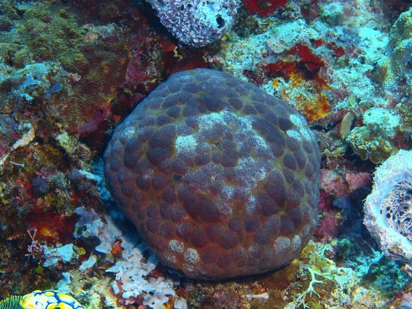 Incrível Misterioso Mundo Subaquático Indonésia North Sulawesi Bunaken Island Starfish — Fotografia de Stock