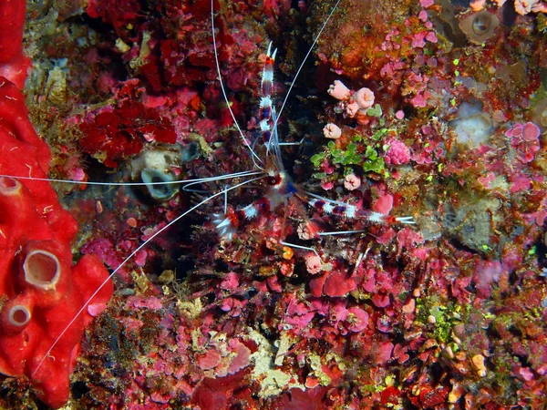 Monde Sous Marin Étonnant Mystérieux Indonésie Sulawesi Nord Bunaken Island — Photo