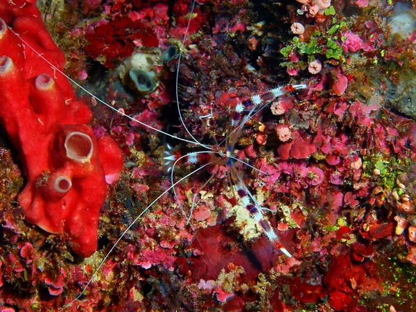 Incrível Misterioso Mundo Subaquático Indonésia North Sulawesi Bunaken Island Camarão — Fotografia de Stock