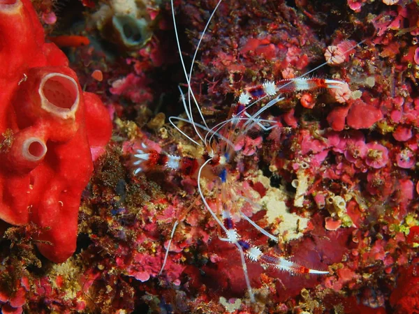 Incrível Misterioso Mundo Subaquático Indonésia North Sulawesi Bunaken Island Camarão — Fotografia de Stock