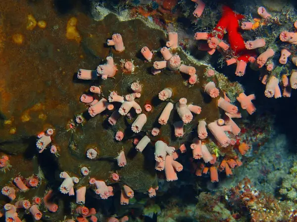 Удивительный Таинственный Подводный Мир Индонезии Северный Сулавеси Остров Бунакен Каменные — стоковое фото