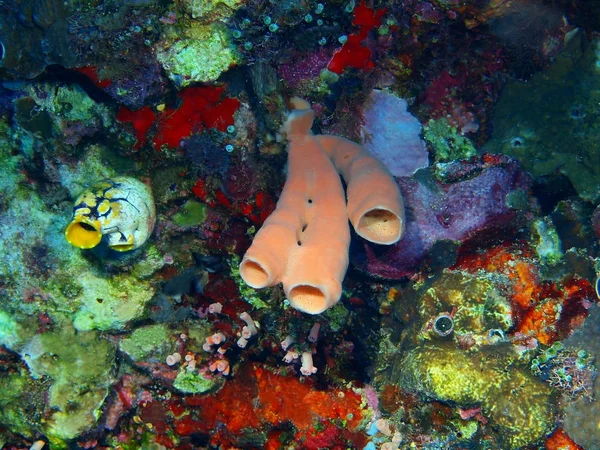 โลกใต นตาต นใจและล บของอ นโดน ลาเวส เหน เกาะ Bunaken Demosponge — ภาพถ่ายสต็อก