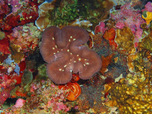 Tajemniczy Podwodny Świat Indonezji North Sulawesi Wyspę Bunaken Kamień Koral — Zdjęcie stockowe