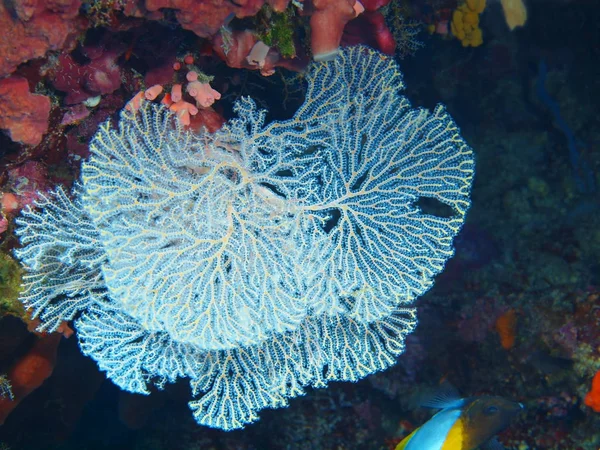 인도네시아 술라웨시 산호의 놀라운 신비로운 — 스톡 사진