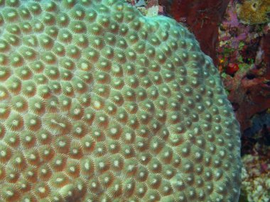 Endonezya, Kuzey Sulawesi, Bunaken Adası, taş mercan muhteşem ve gizemli sualtı dünyası