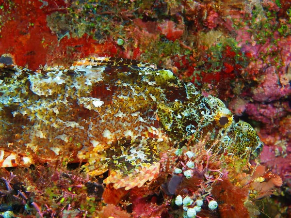 インドネシア北スラウェシ州 ブナケン島 オニカサゴの驚くべき 神秘的な水中世界 — ストック写真