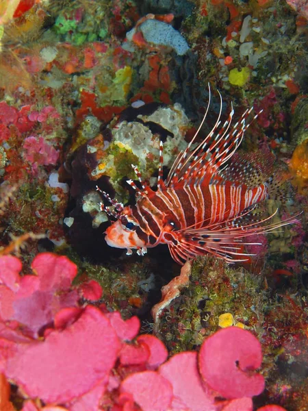 Die Erstaunliche Und Geheimnisvolle Unterwasserwelt Indonesiens Nordsulawesi Bunaken Insel Skorpionfische — Stockfoto