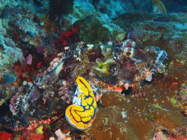 Endonezya, Kuzey Sulawesi, Bunaken Adası, Scorpionfish muhteşem ve gizemli sualtı dünyasını