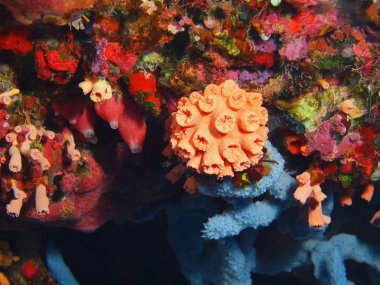 Endonezya, Kuzey Sulawesi, Bunaken Adası, taş mercan muhteşem ve gizemli sualtı dünyası