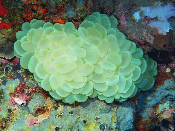 Amazing Mysterious Underwater World Indonesia North Sulawesi Bunaken Island Stone — Stock Photo, Image