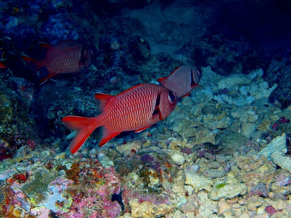 Дивовижний Загадковий Світ Підводних Індонезії Північний Сулавесі Bunaken Острів Coral — стокове фото