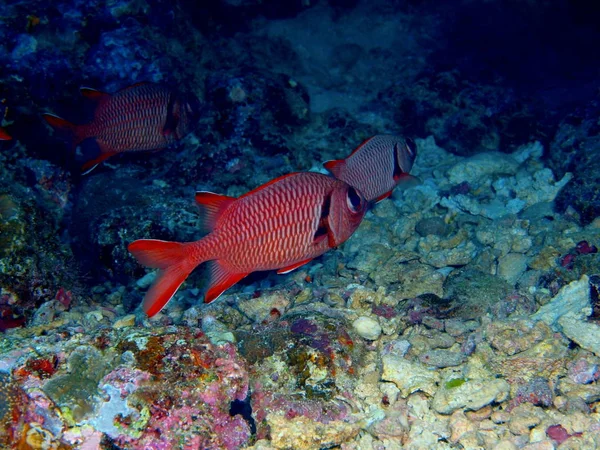 Niesamowite Tajemniczego Podwodnego Świata North Sulawesi Indonezja Wyspę Bunaken Koral — Zdjęcie stockowe