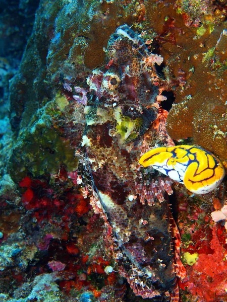 インドネシア北スラウェシ州 ブナケン島 オニカサゴの驚くべき 神秘的な水中世界 — ストック写真