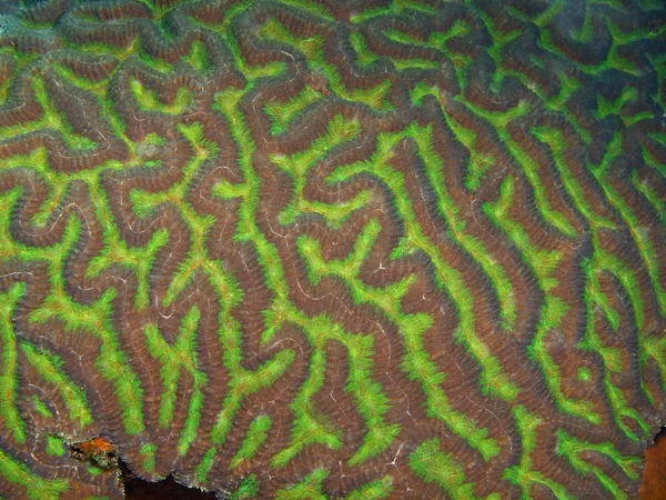 Amazing Mysterious Underwater World Indonesia North Sulawesi Bunaken Island Stone — Stock Photo, Image