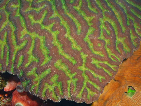Die Erstaunliche Und Geheimnisvolle Unterwasserwelt Indonesiens Nordsulawesi Bunaken Insel Steinkoralle — Stockfoto