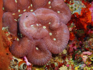 Endonezya, Kuzey Sulawesi, Bunaken Adası, taş mercan muhteşem ve gizemli sualtı dünyası