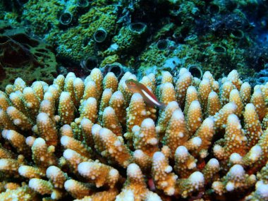 Endonezya, Kuzey Sulawesi, Bunaken Adası, taş mercan muhteşem ve gizemli sualtı dünyası