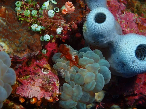 Incrível Misterioso Mundo Subaquático Indonésia North Sulawesi Bunaken Island Caranguejo — Fotografia de Stock