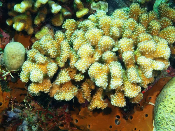 Amazing Mysterious Underwater World Indonesia North Sulawesi Bunaken Island Stone — Stock Photo, Image