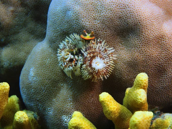 Verbazingwekkende Mysterieuze Onderwaterwereld Van Indonesië Noord Celebes Bunaken Eiland Buis — Stockfoto