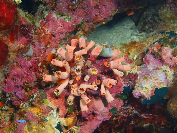 Fantastiska Och Mystiska Undervattensvärlden Indonesien Norra Sulawesi Bunaken Island Sten — Stockfoto