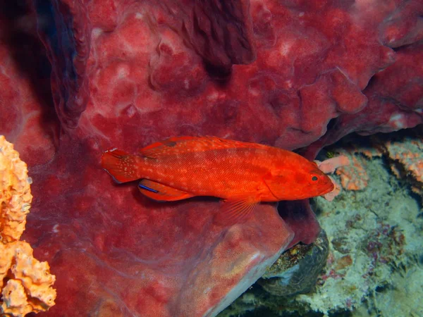 Die Erstaunliche Und Geheimnisvolle Unterwasserwelt Indonesiens Nordsulawesi Bunaken Island Barsch — Stockfoto