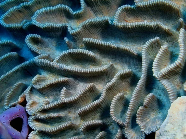 Úžasné Tajemného Podmořského Světa Indonésie Severní Sulawesi Ostrov Bunaken Kamennými — Stock fotografie