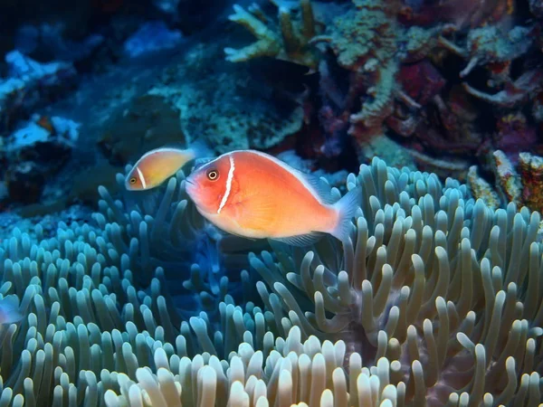 Fantastiska Och Mystiska Undervattensvärlden Indonesien Norra Sulawesi Bunaken Island Clownfisk — Stockfoto