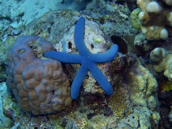 Incrível Misterioso Mundo Subaquático Indonésia North Sulawesi Bunaken Island Starfish — Fotografia de Stock