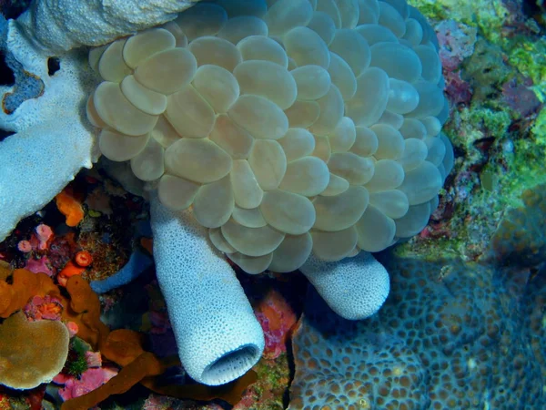 Die Erstaunliche Und Geheimnisvolle Unterwasserwelt Indonesiens Nordsulawesi Bunaken Insel Steinkoralle — Stockfoto