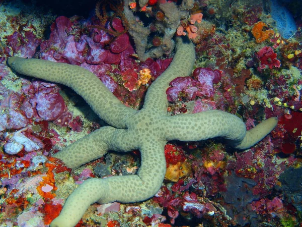 Úžasné Tajemného Podmořského Světa Indonésie Severní Sulawesi Ostrov Bunaken Hvězdice — Stock fotografie