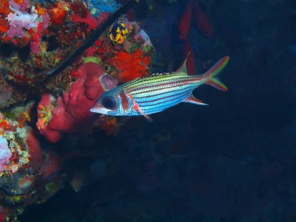 인도네시아 술라웨시 신비로운 물고기 — 스톡 사진