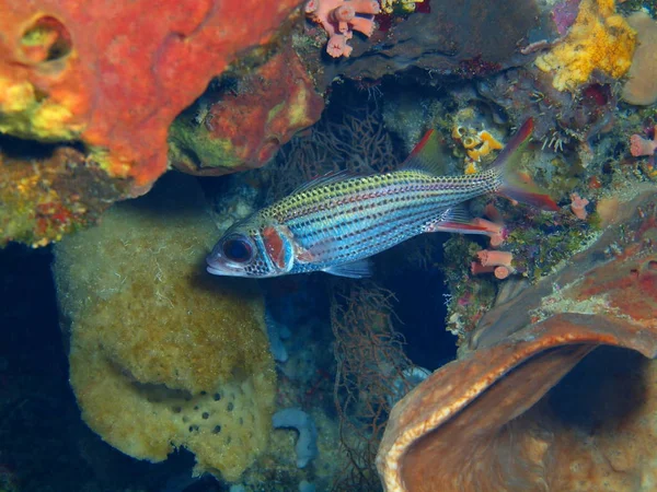 印度尼西亚 北苏拉威西 布纳肯岛 珊瑚鱼的惊人和神秘的水下世界 — 图库照片