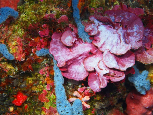 Fantastiska Och Mystiska Undervattensvärlden Indonesien Norra Sulawesi Bunaken Island Sten — Stockfoto