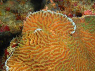 Endonezya, Kuzey Sulawesi, Bunaken Adası, taş mercan muhteşem ve gizemli sualtı dünyası