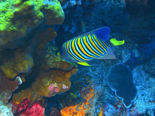 Amazing Mysterious Underwater World Indonesia North Sulawesi Bunaken Island Coral — Stock Photo, Image