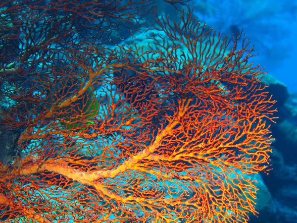 Tajemniczy Podwodny Świat Indonezji North Sulawesi Wyspę Bunaken Gorgonie Coral — Zdjęcie stockowe