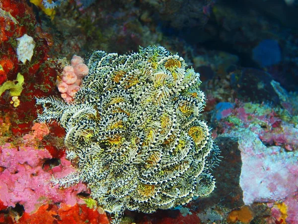 Verbazingwekkende Mysterieuze Onderwaterwereld Van Indonesië Noord Celebes Bunaken Eiland Crinoidea — Stockfoto