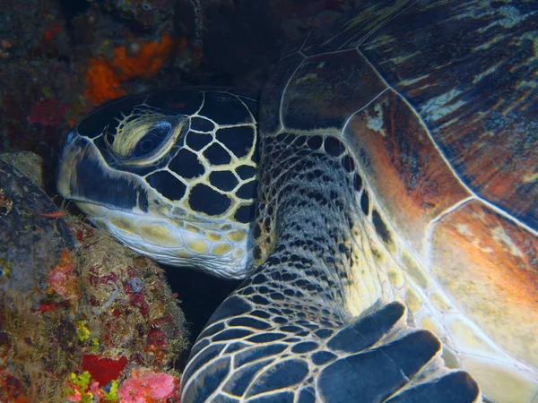 The amazing and mysterious underwater world of Indonesia, North Sulawesi, Bunaken Island, sea turtle
