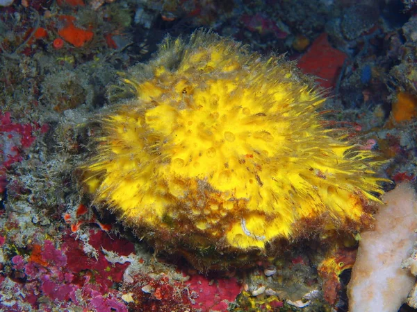 Fantastiska Och Mystiska Undervattensvärlden Indonesien Norra Sulawesi Bunaken Island Horn — Stockfoto