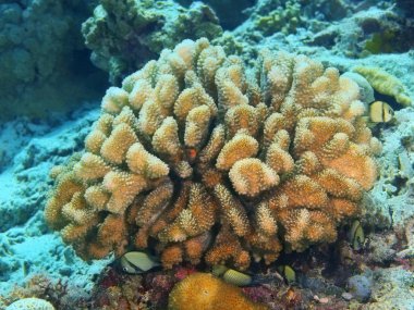 Endonezya, Kuzey Sulawesi, Bunaken Adası, taş mercan muhteşem ve gizemli sualtı dünyası