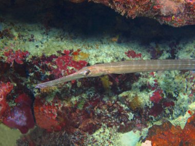 Endonezya, Kuzey Sulawesi, Bunaken Adası, pipefish muhteşem ve gizemli sualtı dünyası