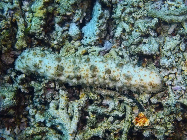 Удивительный Загадочный Подводный Мир Индонезии Северного Сулавеси Острова Бунакен Морских — стоковое фото
