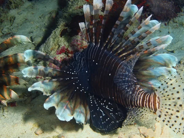 Fantastiska Och Mystiska Undervattensvärlden Bunaken Island Skorpionfisk Indonesien Norra Sulawesi — Stockfoto