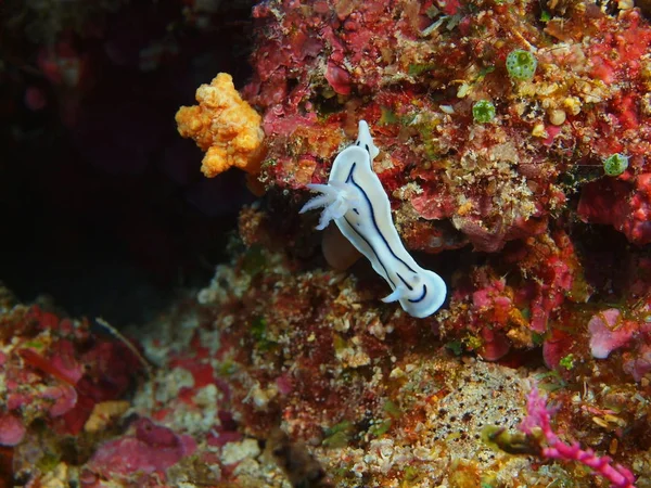 Die Erstaunliche Und Geheimnisvolle Unterwasserwelt Indonesiens Nordsulawesi Bunaken Island Meerschnecke — Stockfoto